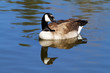 goose