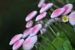 Bellis Blüten