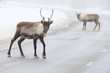 Rentiere in Lappland