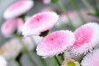 Bellis Blüten