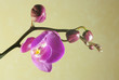 Blooming violet orchids flower