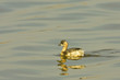 Little grebe - Tachybaptus ruficollis