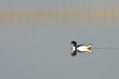 Shelduck (Tadorn tadorna)