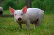 really a dream baby pig!
