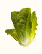 Romaine lettuce Romaine lettuce