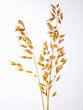 Ear of oats