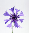 Close-up of a cornflower