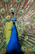 Pfau schlägt ein Rad - Hochformat