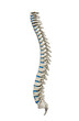 Human spine with spinal plates isolated left view Human spine with spinal plates isolated left view