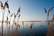 Reed in front of calm sea Reed in front of calm sea