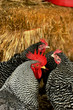 Barred Plymouth Rock Rooster & Hens