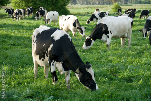 Photo: Holstein Friesian Cows Holstein Friesian Cows