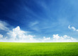 field of grass and perfect sky