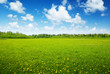field of spring flowers and perfect sky