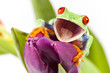Red eyed tree frog sitting on flower