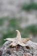 Seestern auf einem Stein am Strand