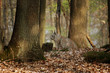Luchs