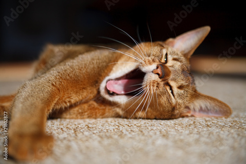 Photo: Abyssinian cat Abyssinian cat