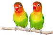 Pair of lovebirds