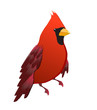 vector cardinal red bird