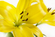 Lilien