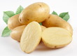 Yellow potatoes with leaves on a white background