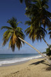 France, Martinique, plage des Salines France, Martinique, plage des Salines