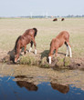 Drinking horse with her foal