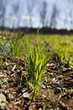Foto: Wheat grass Wheat grass