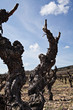 Foto: Vine stock closeup Vine stock closeup