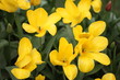 Foto: Yellow Tulips Yellow Tulips