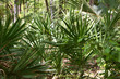 Palm Vegetation