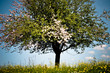 Baum des Lebens