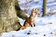 Fuchs