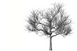 Dead tree on a white background.
