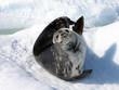 A Weddell Seal A Weddell Seal