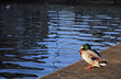 duck