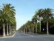 Palm Drive in Stanford