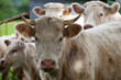 vaches vaches
