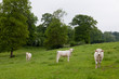 vache dans un champ vache dans un champ