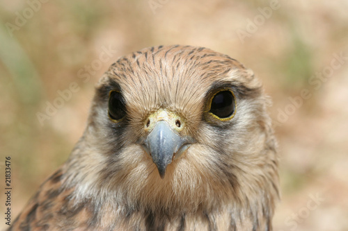 Arabian Falcon