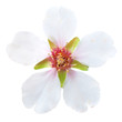 Almond white flowers Almond white flowers