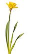 yellow daffodil isolated yellow daffodil isolated