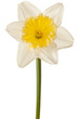 White Spring Daffodil Flower Isolated on White Background White Spring Daffodil Flower Isolated on White Background