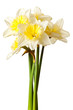 White Spring Daffodil Flower Bunch Isolated on White Background White Spring Daffodil Flower Bunch Isolated on White Background