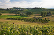 Landscape with tree, vineyards and hills. Landscape with tree, vineyards and hills.
