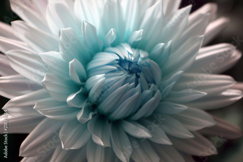Photo: surreal dahlia surreal dahlia