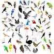vector color clip-art of bids