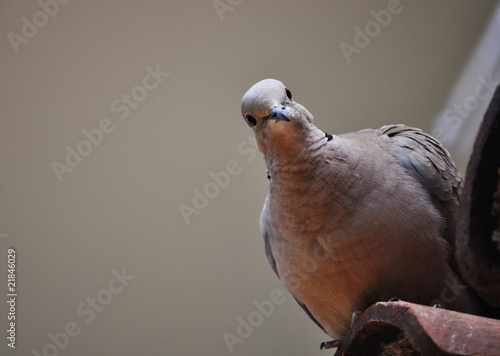 Foto: Taube47 Taube47