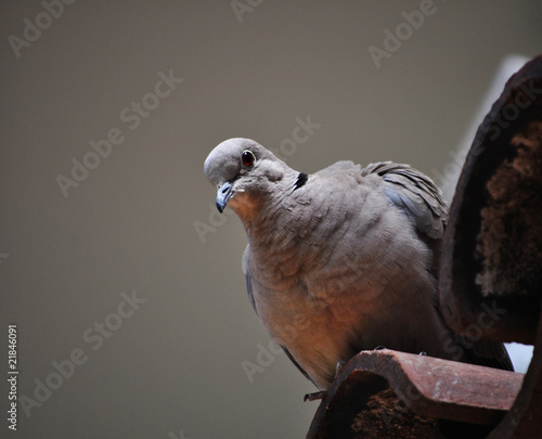 Foto: Taube48 Taube48